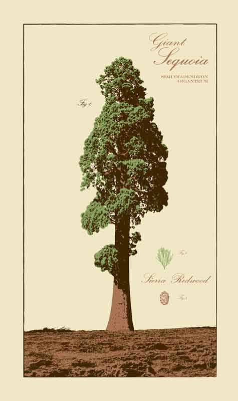 clip art redwood tree - photo #48